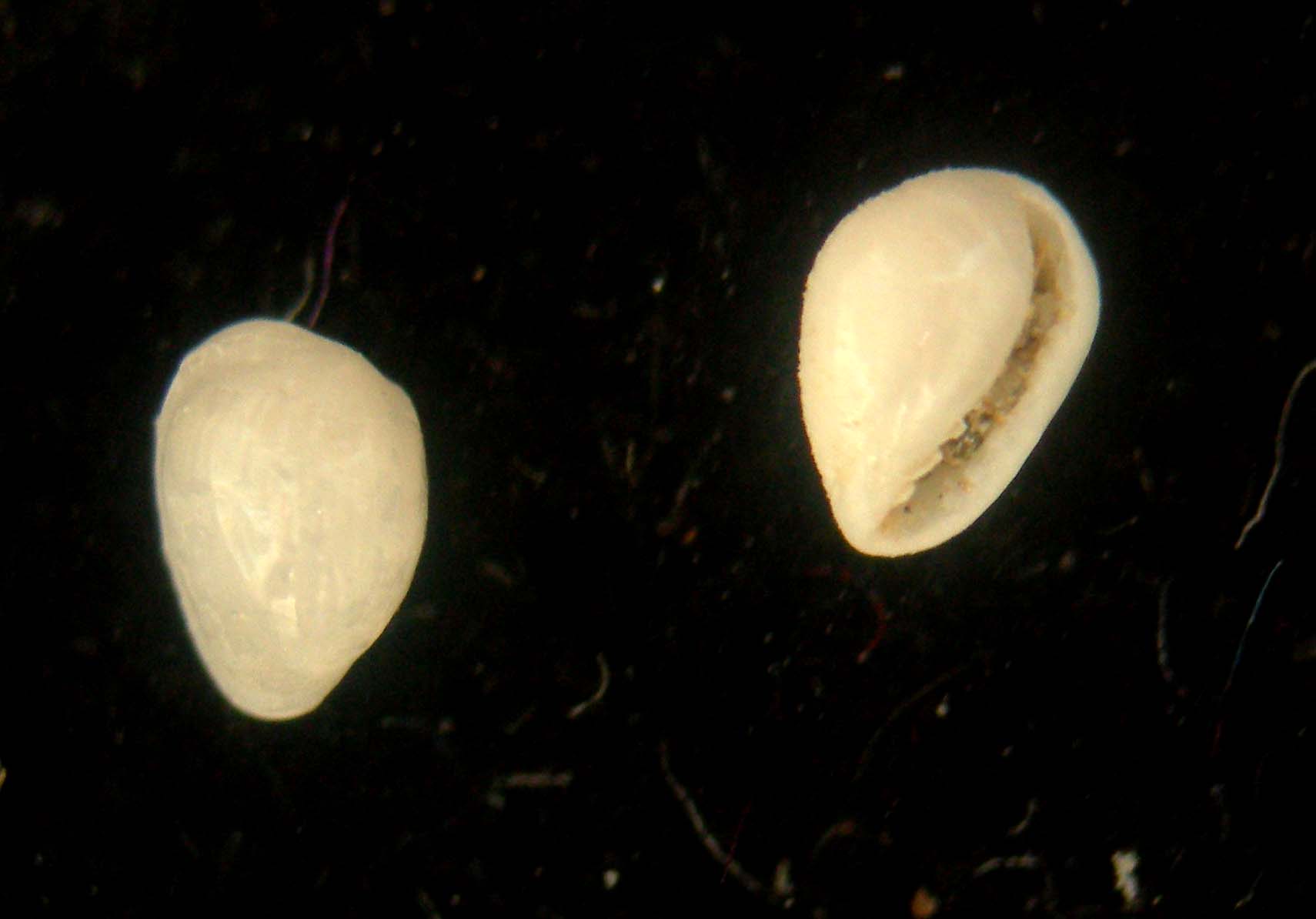 Granulina boucheti e G. marginata